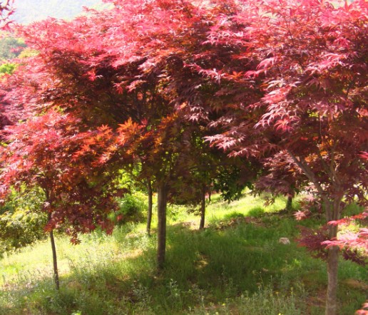 紅楓