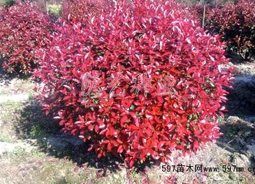 紅葉石楠球