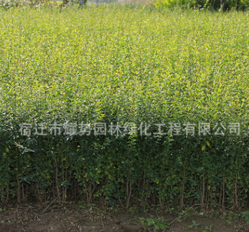 基地批發優質小葉女貞苗 綠化工程苗四季常青小葉女貞床苗 規格全