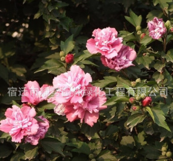 木槿樹苗 批發園林綠化苗木 木槿花苗庭院觀花植物精品盆栽