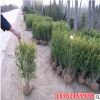 瓜子黃楊球 冬青球樹床苗小大葉黃楊小苗綠化苗木批發(fā)供應(yīng)基地