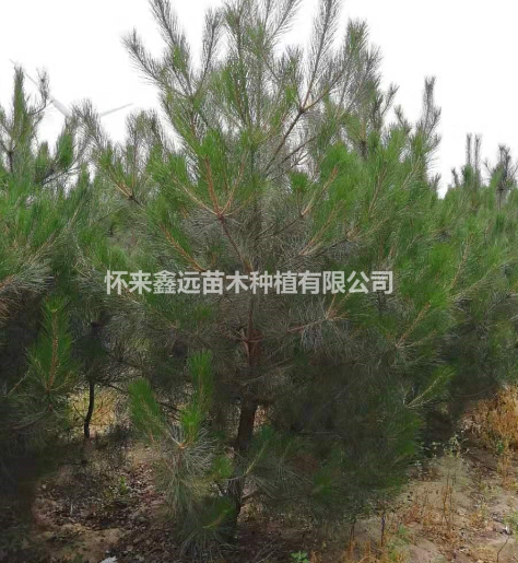 張家口懷來縣供應(yīng)大量油松