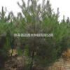 張家口懷來縣供應大量油松