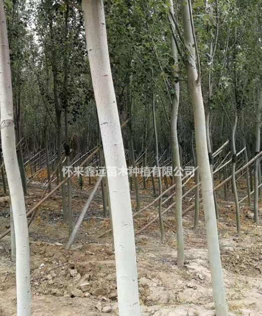 張家口懷來縣大量供應(yīng)新疆楊