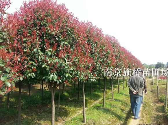 紅葉石楠