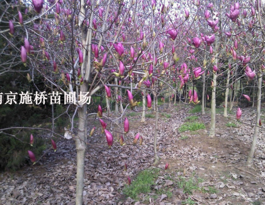 紅玉蘭