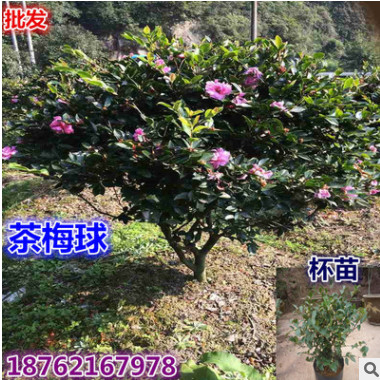 批發供應茶梅苗 茶梅球 茶梅杯苗 工程綠化金品球 南北方種植