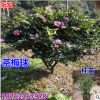批發(fā)供應(yīng)茶梅苗 茶梅球 茶梅杯苗 工程綠化金品球 南北方種植