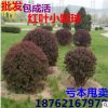批發(fā)紅葉小檗球 供應(yīng)紅葉小檗盆栽球 金品球 紫葉小波基地直銷
