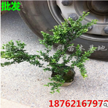 批發龜甲冬青苗球 龜甲冬青大球 南北方種植工程苗 灌木綠化長綠