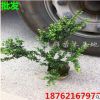 批發(fā)龜甲冬青苗球 龜甲冬青大球 南北方種植工程苗 灌木綠化長綠