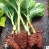 云南苗木批發繡球種苗四季常開庭院花卉種苗無盡夏八仙花觀賞植物