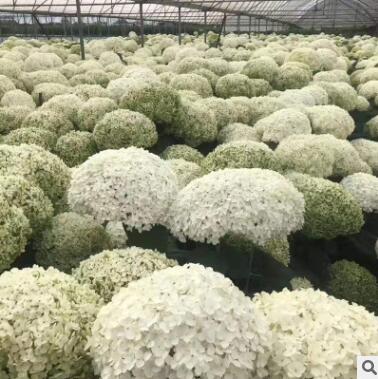 木繡球小苗 云南繡球價格 東北八仙花行情 南韓繡球花苗