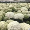 木繡球小苗 云南繡球價格 東北八仙花行情 南韓繡球花苗