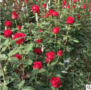批發食用玫瑰花苗月季小苗昆明斗南 四季大花觀賞切花卉種苗