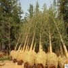 占地拆遷苗 銀杏樹苗 金葉銀杏苗 白果小苗 庭院植物行道綠化苗木