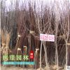 玉蘭樹苗 白 紫 黃玉蘭 玉蘭花小苗 嫁接玉蘭樹苗 廣玉蘭樹苗批發