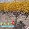 直銷黃金槐樹苗 金枝槐 4-15厘米工程綠化公園風景樹 量大優惠