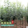 產地直銷 西府海棠樹苗 小苗 垂絲海棠樹苗 貼梗海棠花觀花植物