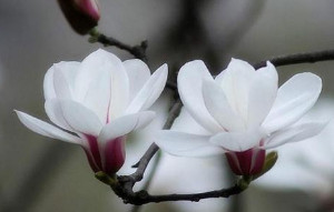 白玉蘭