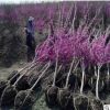 基地直銷 紫荊花樹苗 滿條紅叢生小苗綠化工程苗木行道樹植物庭院