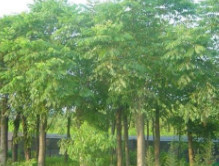北欒