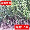 法國冬青苗庭院植物工程綠化苗木籬笆法國冬青樹珊瑚樹苗四季常青