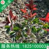 高桿紅葉石楠樹苗基地批發球形火焰紅包郵地栽紅羅賓庭院地被植物
