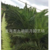 加拿利海棗頭 地徑30~80cm 桿高30~350cm 基地直銷