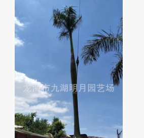 大王椰子 耐寒棕櫚植物 頭徑30~45cm 桿高1~6米 基地直銷