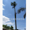 大王椰子 耐寒棕櫚植物 頭徑30~45cm 桿高1~6米 基地直銷