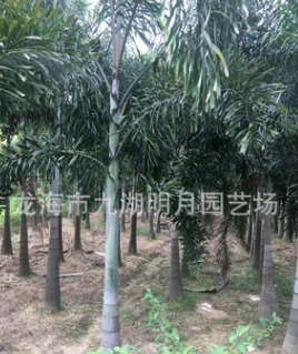 狐尾椰子 頭徑25~40cm 桿高100~380cm 耐寒植物 基地直銷