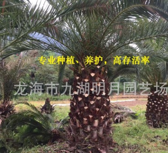 加拿利海棗頭 頭徑30~80cm 桿高30~350cm 基地直銷