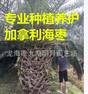 精品加拿利海棗 頭徑30~80cm 桿高30~350cm 基地直銷