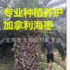 精品加拿利海棗 頭徑30~80cm 桿高30~350cm 基地直銷