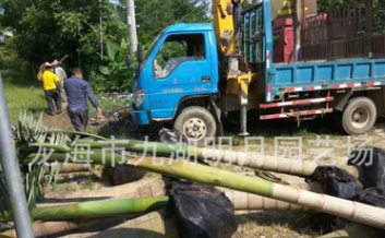 福建大王椰子 頭徑30~45cm 桿高1~6米 耐寒棕櫚植物 基地直銷