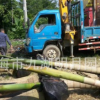 福建大王椰子 頭徑30~45cm 桿高1~6米 耐寒棕櫚植物 基地直銷