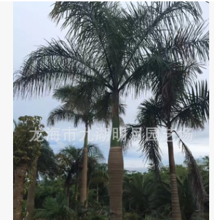 大王椰子 地徑30~45cm 桿高1~6米 棕櫚植物 福建基地直銷