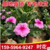 時花 香彩雀 供應各種時花高度20-25價格1.2 福建基地直銷