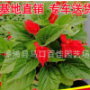 一串紅 高度20-25價格1.2 出售時令草花一串紅 福建基地直銷