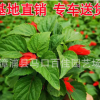 一串紅工程苗 花卉基地直銷 鮮艷觀賞花卉 路政綠化 一串紅批發