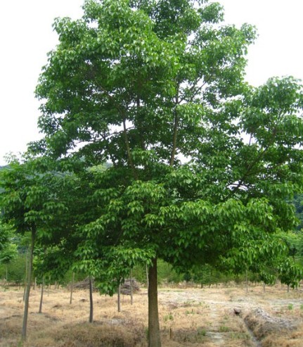 重陽(yáng)木