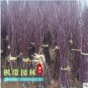 批發紅楓苗 中國紅楓苗 美國紅楓苗 日本紅楓苗