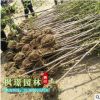 櫻花苗 櫻花樹苗 日本櫻花樹苗 嫁接晚櫻 櫻花小苗 綠化苗木