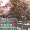 日本紅楓 批發 園林綠化木 紅楓嫁接樹 紅楓 風景樹景觀樹