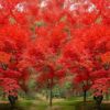 紅楓