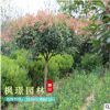 紅葉石楠球 基地供應多規格市政工程綠化 庭院綠化植物籬笆