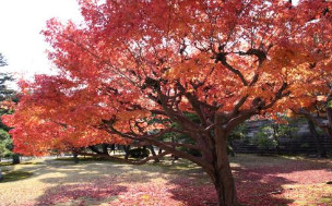 改良紅楓