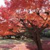改良紅楓