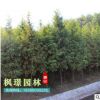 批發水杉樹 規格全 貨源足 水杉樹價格 行道樹 量大優惠